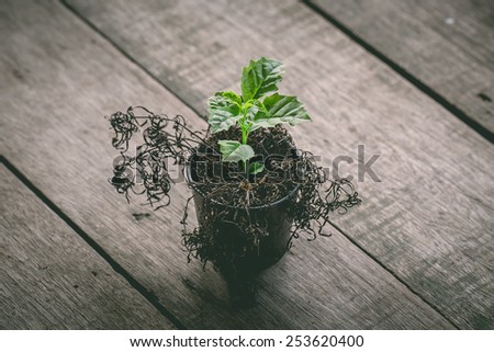 vintage abstract dried plant and Generating new species. wood background