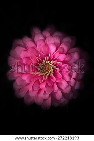 close-up of pink zinnia flower on black background. Image has shallow depth of field.