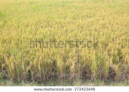 Ripe rice farm ready to harvest stage