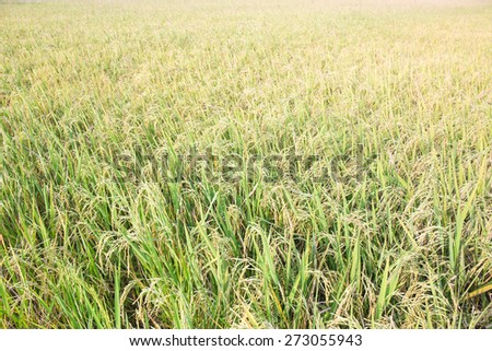 morning soft light with Ripe rice farm ready to harvest stage