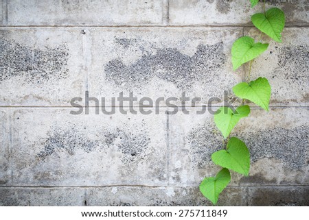 The Green Creeper Plant on a White Wall Beautiful Background