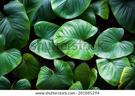 Green plant