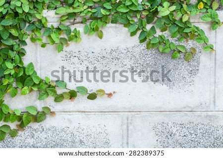 The Green Creeper Plant on a White Wall Beautiful Background