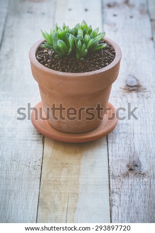 Cactus in pot for decorated over wooden background, vintage soft tone