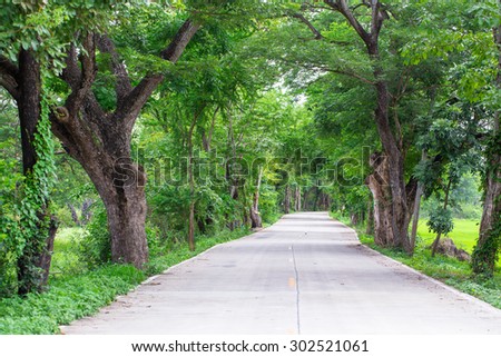 beautiful Landscape of straight concrete road under the tree