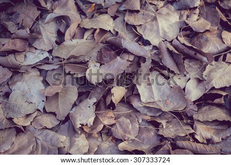 vintage color tone with soft focus of dry leaf on ground, Bo leaves dry