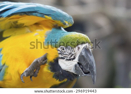 Parrot head scratching.