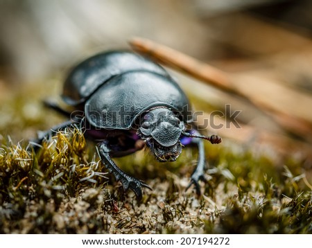 Very close up shot of a forest beetle