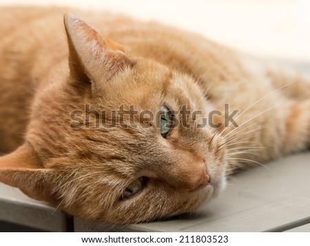 Portrait head shot of a lazy female orange cat lying on a table
