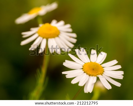 closeup of three daisy\'s fading away into a soft background