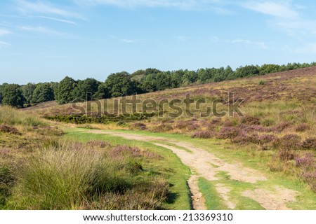 Path leads the eye to bottom of hill in dutch heathland