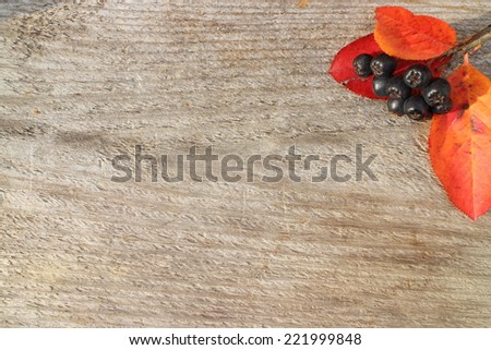 Autumn leafs and berries background