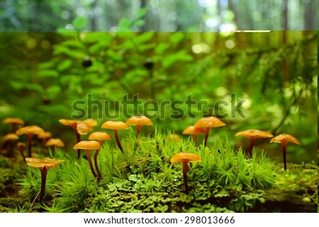 Tiny mushrooms in green verdant forest. Bush of blueberries at the background.