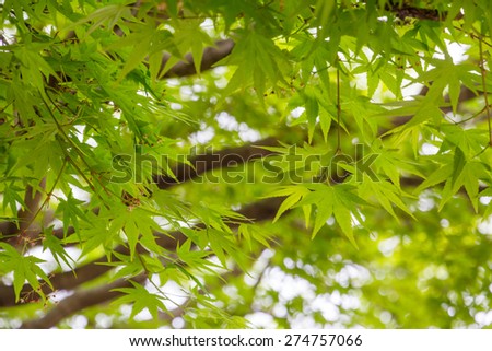 Bright green new growth of Japanese Maple leaves in spring