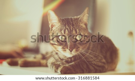 Cute Cat laying on computer table (vintage overlay)