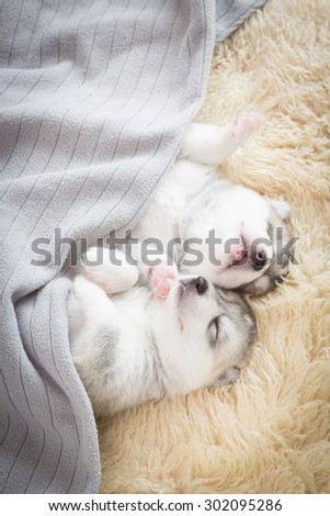 siberian husky puppies sleeping under a grey blanket