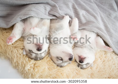 siberian husky puppies sleeping under a grey blanket