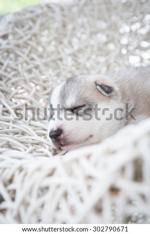 Cute siberian husky puppy sleeping on white rattan chair