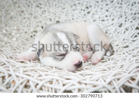 Cute siberian husky puppy sleeping on white rattan chair