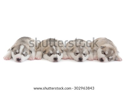 Four Siberian husky puppies sleeping