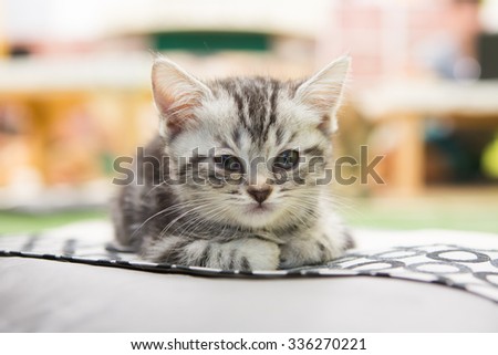 cat in cat cafe