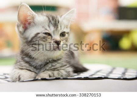 cat in cat cafe