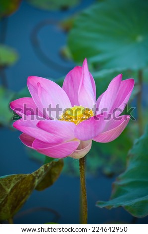 lotus in thailand