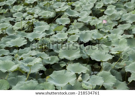 A single lotos flower on green leaves background, Summer Palace, Beijing, China