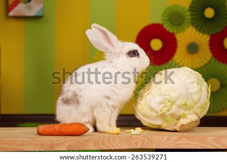 White rabbit with a large cabbage and carrots on a bright background scenery. Easter