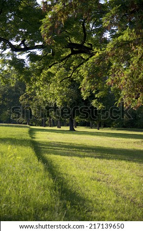 mowed and unmowed field under trees in the late summer light