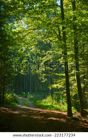 a cozy forest track under a sunny leaf canopy in the Black Forest