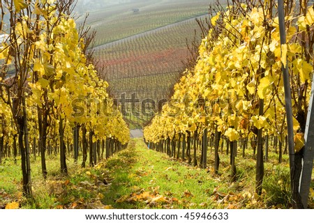 yellow vineyard in autumn in south Germany