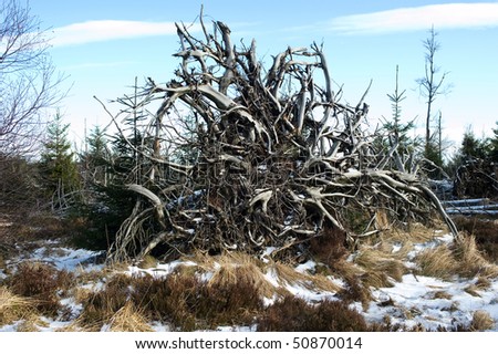 uprooted fir after storm in Black Forest