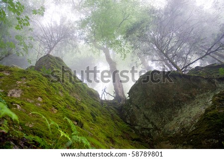 worm\'s-eye view towards rocks and trees in the Black Forest