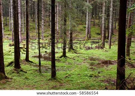 dark mossy forest