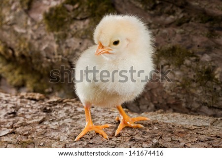 Yellow chicken standing on a log on the wood background