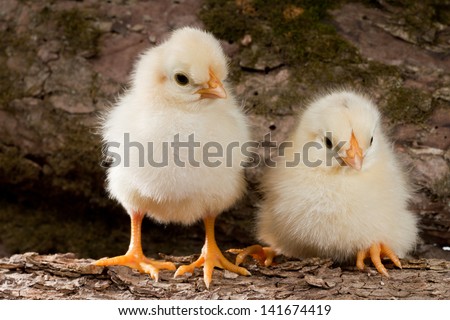 A couple of yellow chickens standing on a log on the wood background