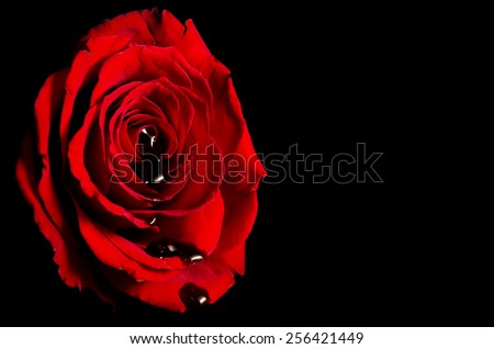 Bloody rose on black background