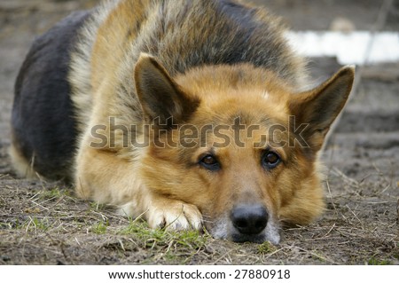Large dog lies and waits its owner
