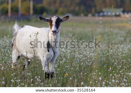 Hornless Goats