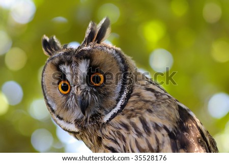 Portrait of a great horned Owl against the  green leaves background
