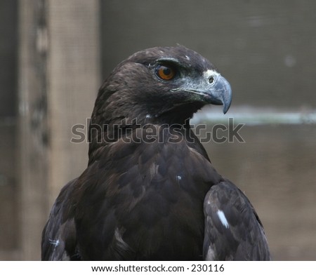black Hawk