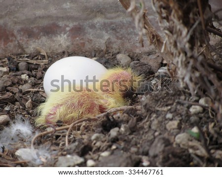 Pigeon chick in the nest with his brother egg .