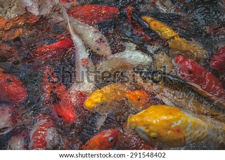 Carp fish eating food in a pond.Background