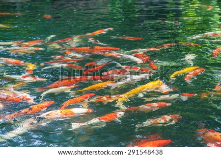 beautiful carp fish swimming in the pond.Background