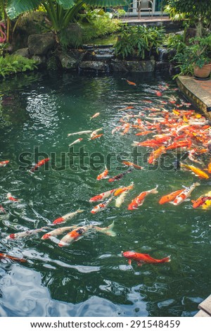 beautiful carp fish swimming in the pond.Background