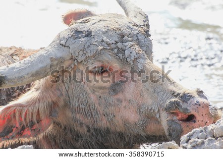 Buffalo played mud to relieve the heat in small pond