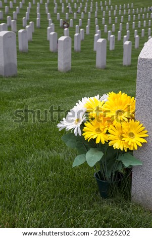 Yellow flowers at a military cemetery