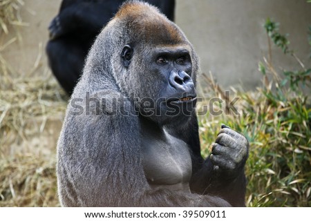 Silver-back Gorilla forming fist at a local zoo