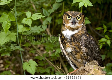 Great horned owl (Bubo virginianus)perched on a stump